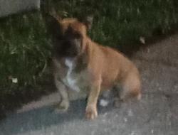 Found/Stray Male Dog last seen Near Solandra Cir W, Jacksonville, FL 32210