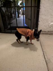Reunited Unknown Dog last seen Hilltop and Palomar, Chula Vista, CA 91911