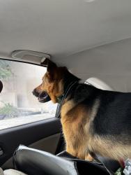 Found/Stray Female Dog last seen Beverly Blvd, Whittier, CA 90606