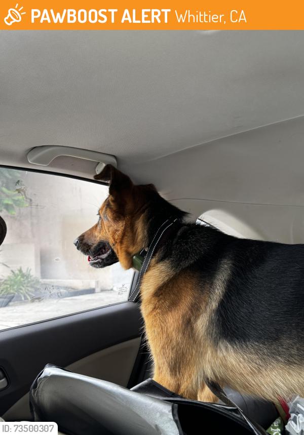 Found/Stray Female Dog last seen Beverly Blvd, Whittier, CA 90606