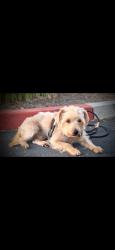 Reunited Male Dog last seen Essex / West Charleston lions Park, Las Vegas, NV 89107