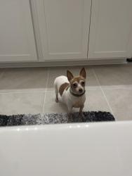 Lost Female Dog last seen Mittas grv, Georgetown, TX 78626