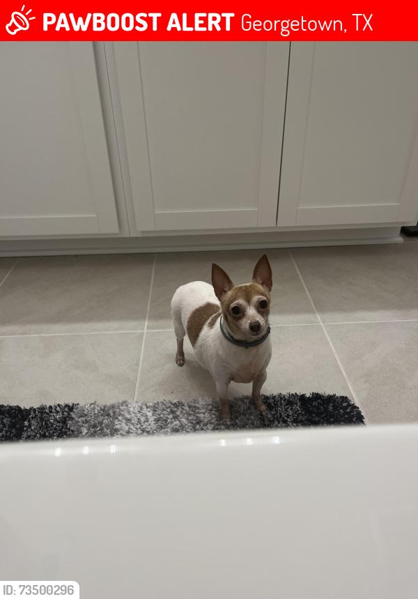 Lost Female Dog last seen Mittas grv, Georgetown, TX 78626