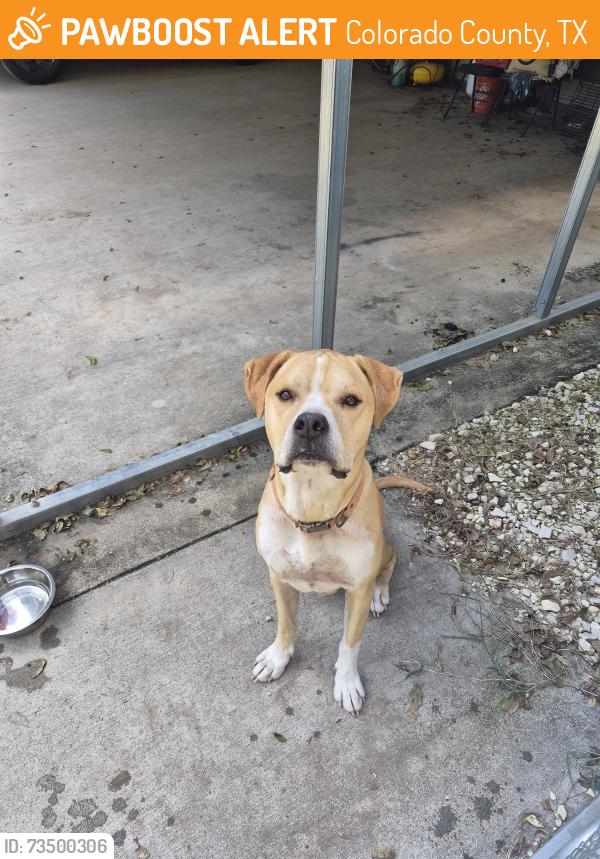 Found/Stray Male Dog last seen River Plant RD., Colorado County, TX 77434