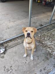 Found/Stray Male Dog last seen River Plant RD., Colorado County, TX 77434