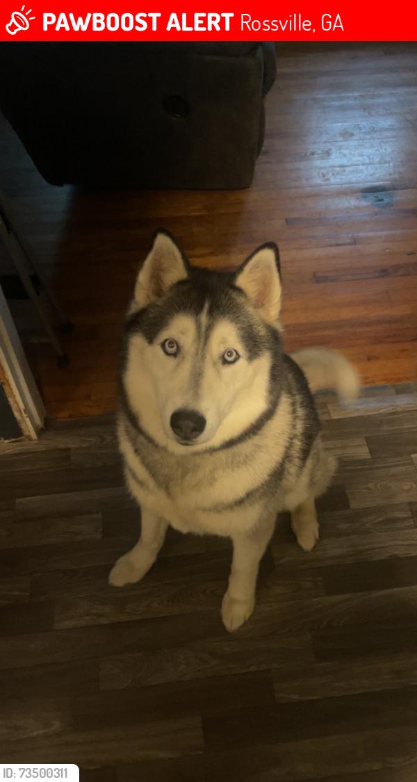 Lost Male Dog last seen Off 341, Rossville, GA 30741