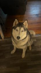 Lost Male Dog last seen Off 341, Rossville, GA 30741