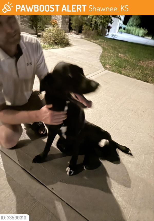 Found/Stray Female Dog last seen 47th Street and Grove Street, Shawnee, KS 66203
