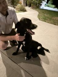 Found/Stray Female Dog last seen 47th Street and Grove Street, Shawnee, KS 66203