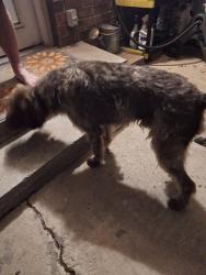 Reunited Male Dog last seen William and Mary Place, University City, Kenne4, Kenner, LA 70065