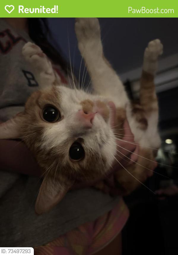 Reunited Male Cat last seen Lear Nagle, North Ridgeville, OH 44039