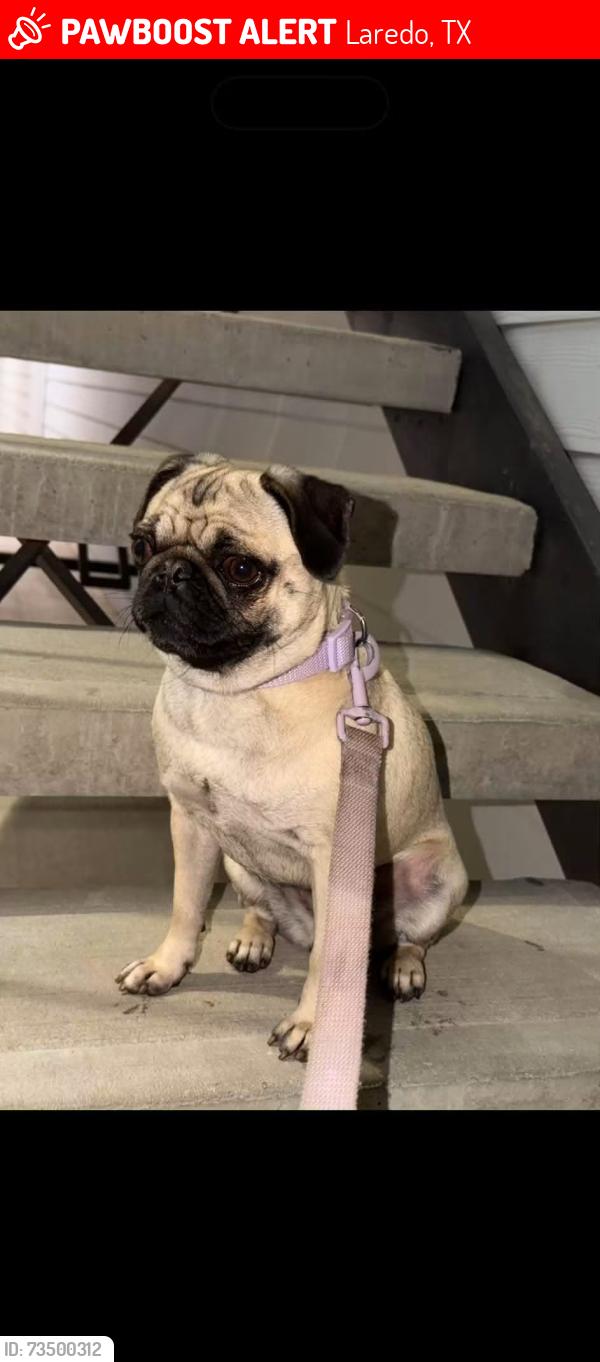 Lost Female Dog last seen Flores ave, Laredo, TX 78041