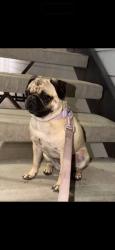 Lost Female Dog last seen Flores ave, Laredo, TX 78041