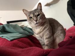 Reunited Female Cat last seen N General Kearny Way between Cross Creek and Grgich Hills, Temecula, CA 92591