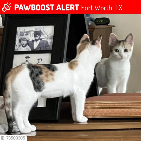 Lost Female Cat last seen The Villas on The Bluff, 5234 Bryant Irvin Rd, Fort Worth, Fort Worth, TX 76132