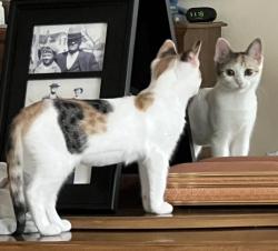Lost Female Cat last seen The Villas on The Bluff, 5234 Bryant Irvin Rd, Fort Worth, Fort Worth, TX 76132