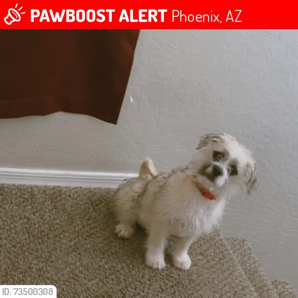 Lost Male Dog last seen Por la escuela Ignacio conchos, Phoenix, AZ 85041