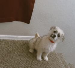 Lost Male Dog last seen Por la escuela Ignacio conchos, Phoenix, AZ 85041