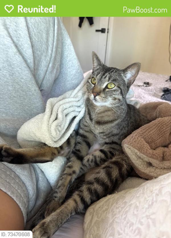Reunited Female Cat last seen Jefferson park, Pasadena, CA 91106
