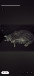 Lost Male Cat last seen Wengert ave & 13th, Las Vegas, NV 89104