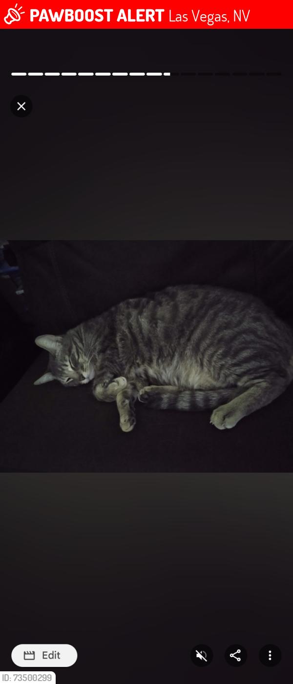 Lost Male Cat last seen Wengert ave & 13th, Las Vegas, NV 89104