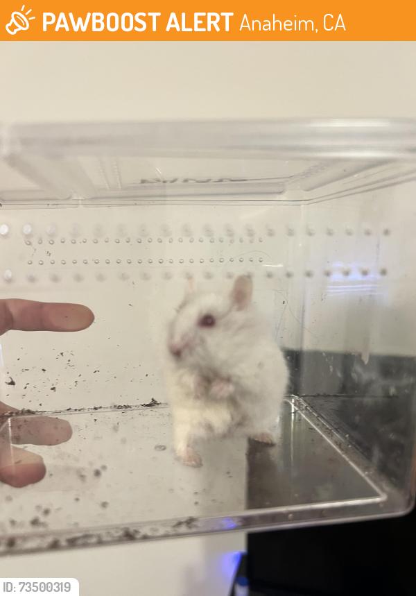 Found/Stray Unknown Other last seen Orangewood Ave and Camino st, Anaheim, CA 92840
