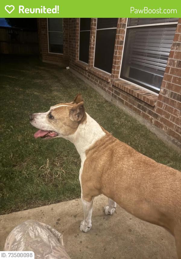 Reunited Female Dog last seen Holland near Ragland, Mansfield, TX 75054