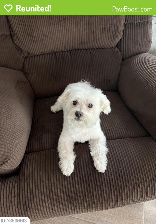 Reunited Male Dog last seen Berwick drive and Charger, San Diego, CA 92117