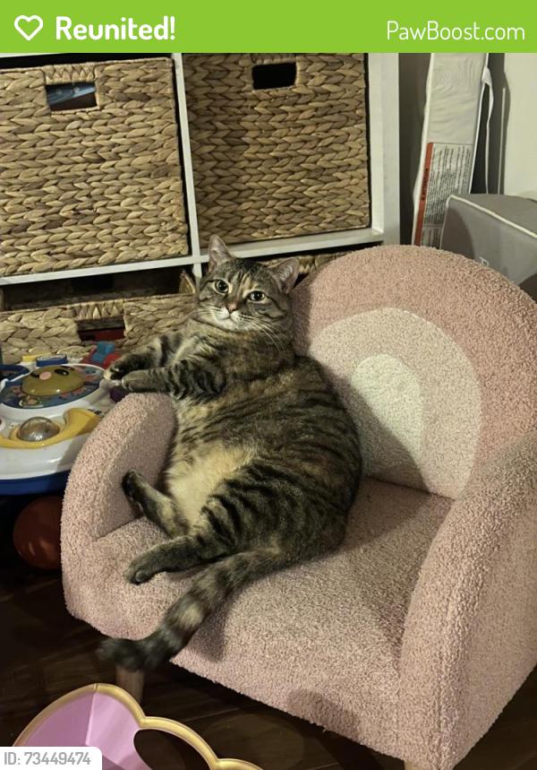 Reunited Female Cat last seen 185th and Inglewood Ave, Redondo Beach, CA 90278