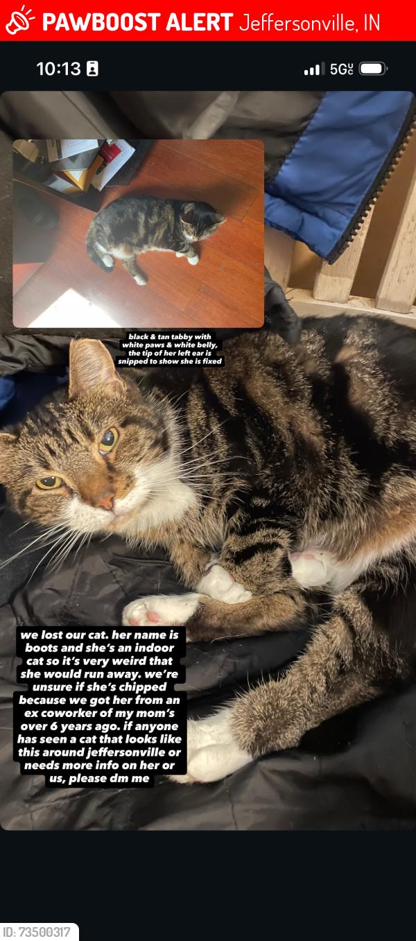 Lost Female Cat last seen Dollar tree and Walgreens, Jeffersonville, IN 47130