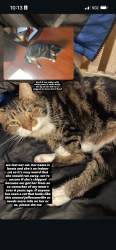 Lost Female Cat last seen Dollar tree and Walgreens, Jeffersonville, IN 47130
