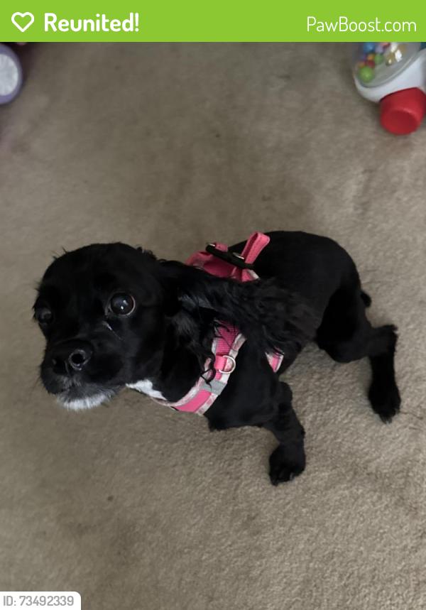 Reunited Female Dog last seen Lawndale Drive, The Fresh Market, Country Park, Greensboro, NC 27455