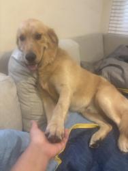 Reunited Male Dog last seen K & 4th st, Lancaster, CA 93535