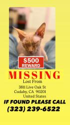 Lost Female Cat last seen Live oak and bear, Cudahy, CA 90201