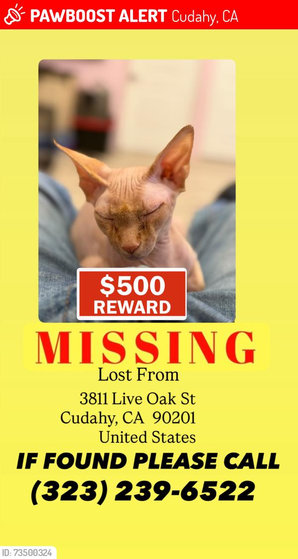 Lost Female Cat last seen Live oak and bear, Cudahy, CA 90201