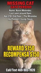 Reunited Male Cat last seen Near W Pioneer Dr, Irving, TX 75061, USA, Irving, TX 75061