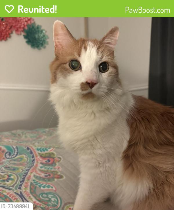 Reunited Male Cat last seen 100th & York, Thornton, CO 80229