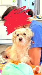 Reunited Female Dog last seen starboard and nantucket, San Jacinto, CA 92583