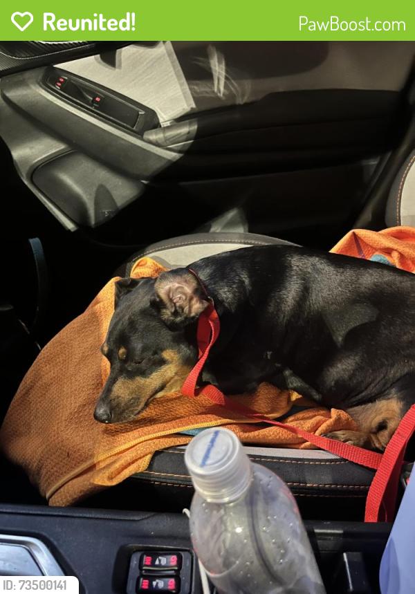 Reunited Female Dog last seen 74th South and 10th, Oklahoma City, OK 73107