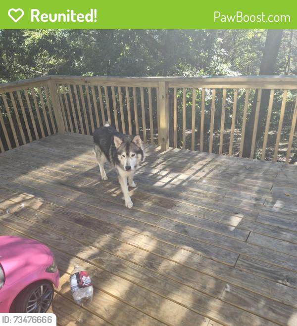 Reunited Male Dog last seen Harrison pike, Chattanooga, TN 37416