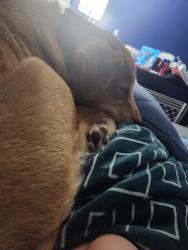 Lost Female Dog last seen County road 217/218, Jacksonville, FL 32234
