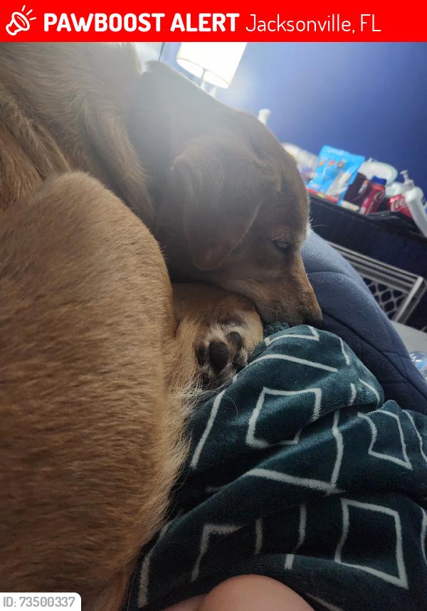 Lost Female Dog last seen County road 217/218, Jacksonville, FL 32234