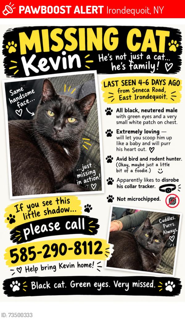 Lost Male Cat last seen Seneca rd, east Irondequoit, Irondequoit, NY 14622