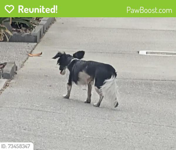 Reunited Male Dog last seen Larch Grove & Hayes Ave, San Jose, CA 95123