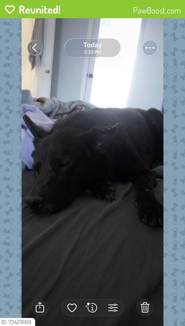 Reunited Male Dog last seen Main St / Norman, Security-Widefield, CO 80911