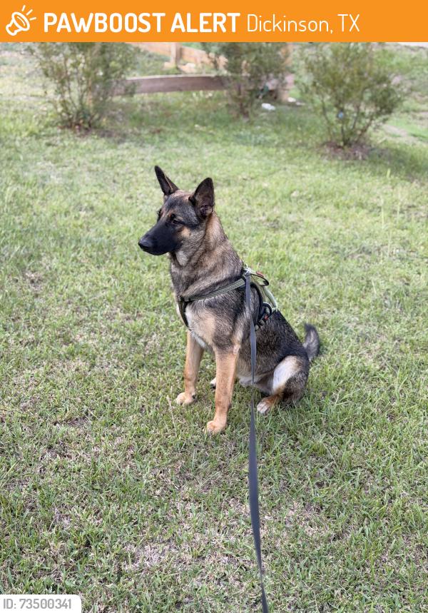 Found/Stray Male Dog last seen 25th street, Dickinson, TX 77539