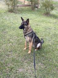 Found/Stray Male Dog last seen 25th street, Dickinson, TX 77539