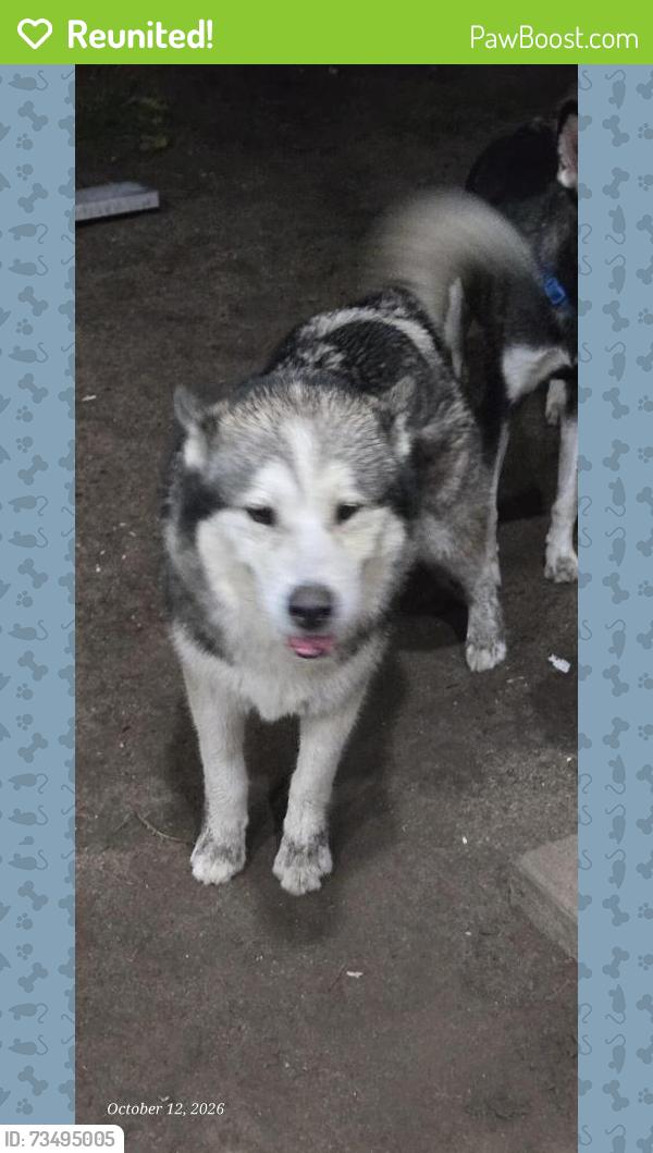 Reunited Male Dog last seen 5th and Medical Center, San Bernardino, San Bernardino, CA 92411
