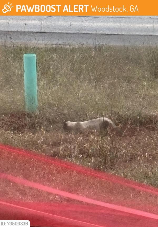 Found/Stray Unknown Cat last seen Golden Hills by Bells Ferry and Towne Lake, Woodstock, GA 30189