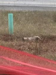 Found/Stray Unknown Cat last seen Golden Hills by Bells Ferry and Towne Lake, Woodstock, GA 30189